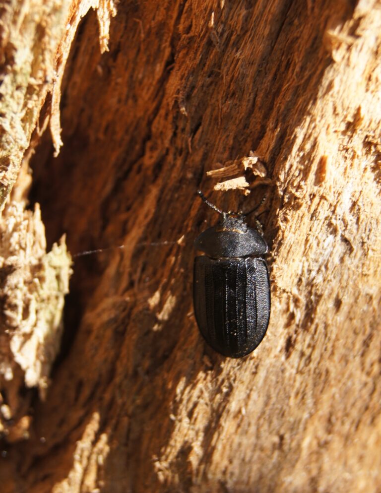 Kornatec velký (Peltis grossa)