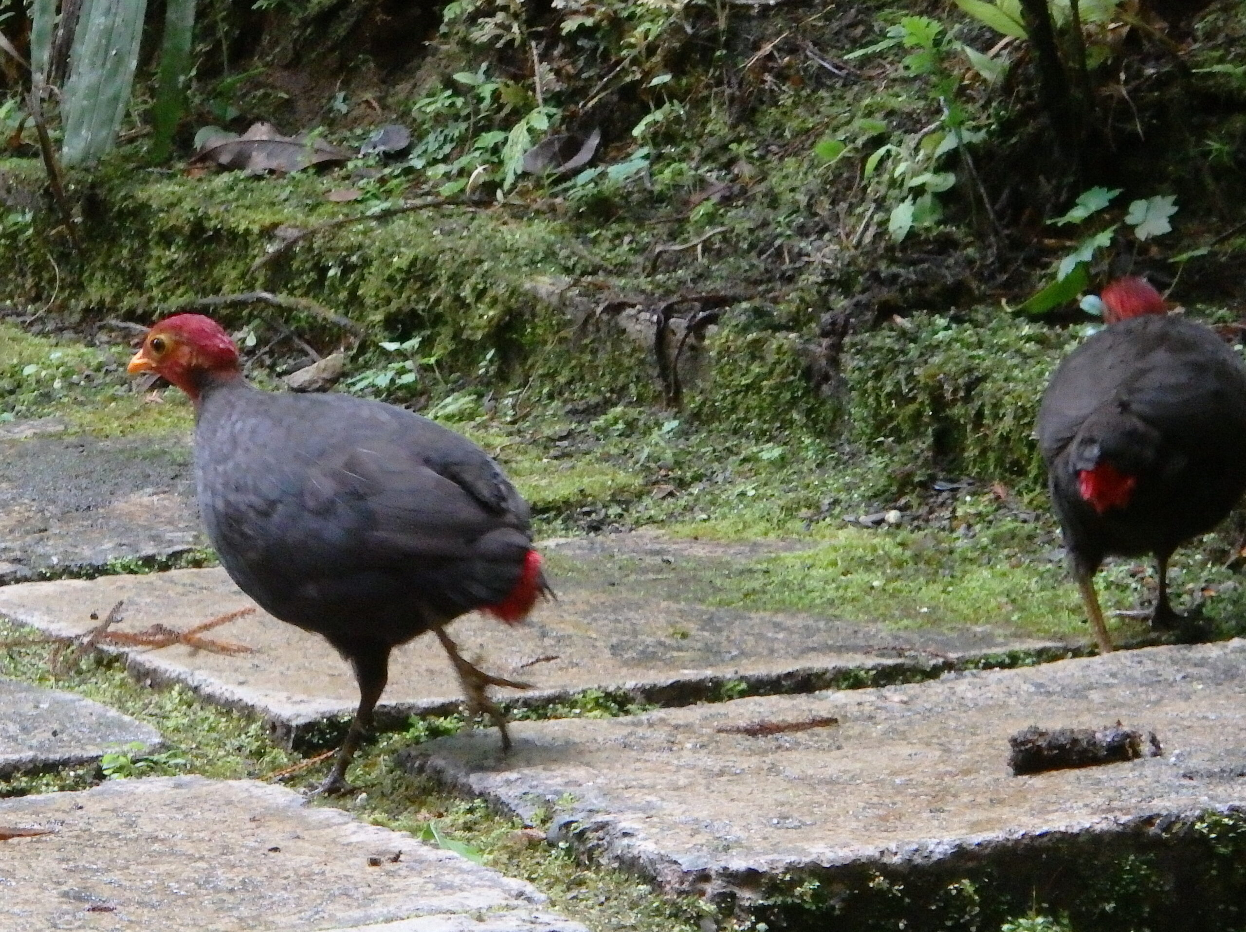 koroptev karmínovohlavá (Haematortyx sanguiniceps)