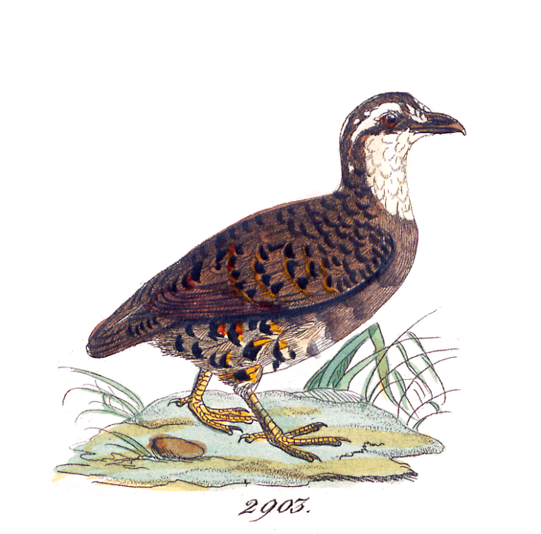 koroptev sumaterská (Arborophila orientalis)