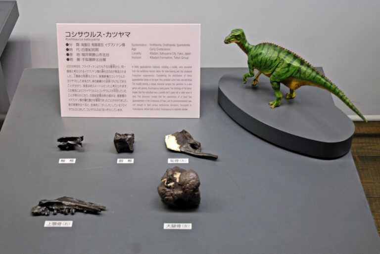 Koshisaurus