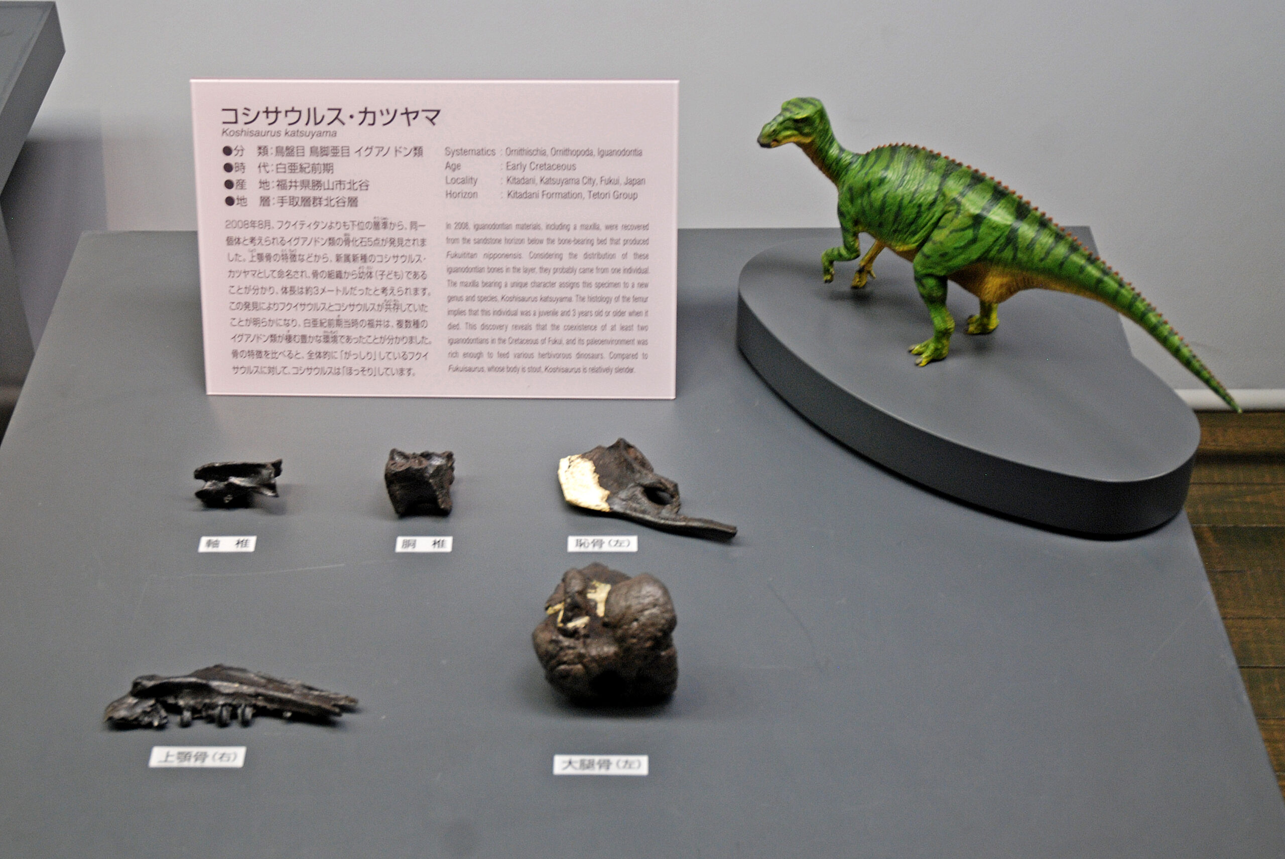 Koshisaurus