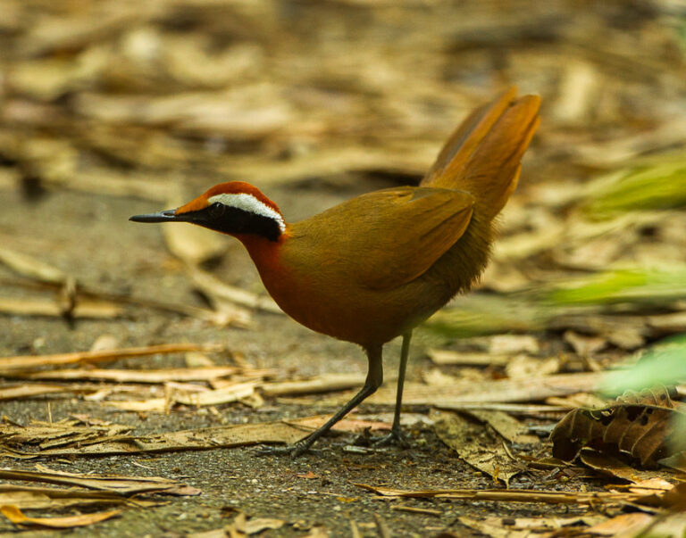 kosovec chřástalí (Eupetes macrocerus)