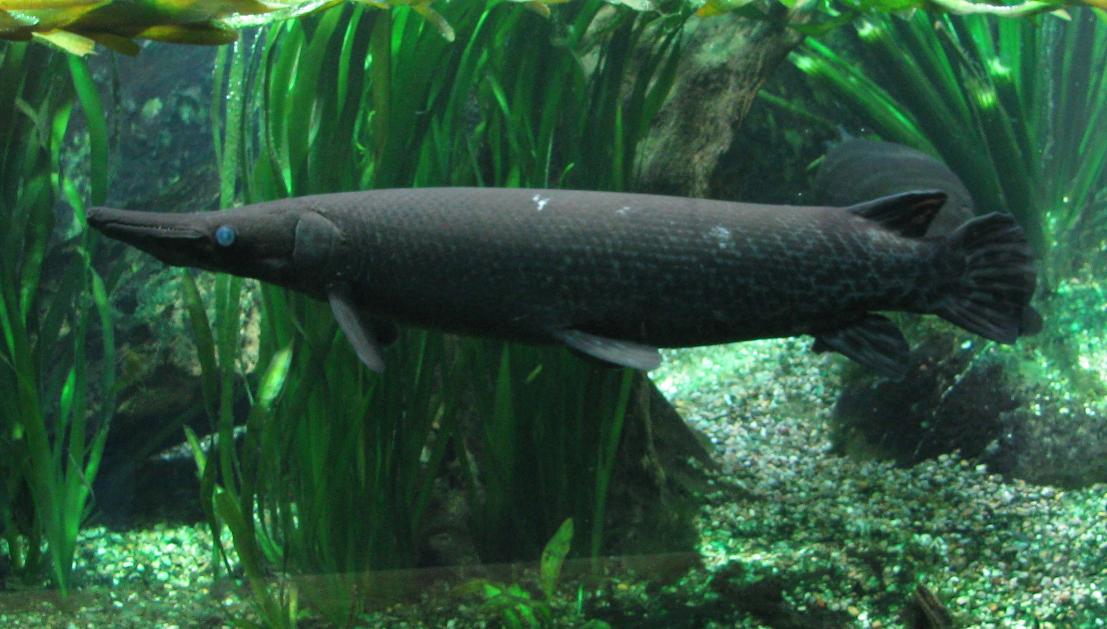 kostlín obrovský (Atractosteus spatula)