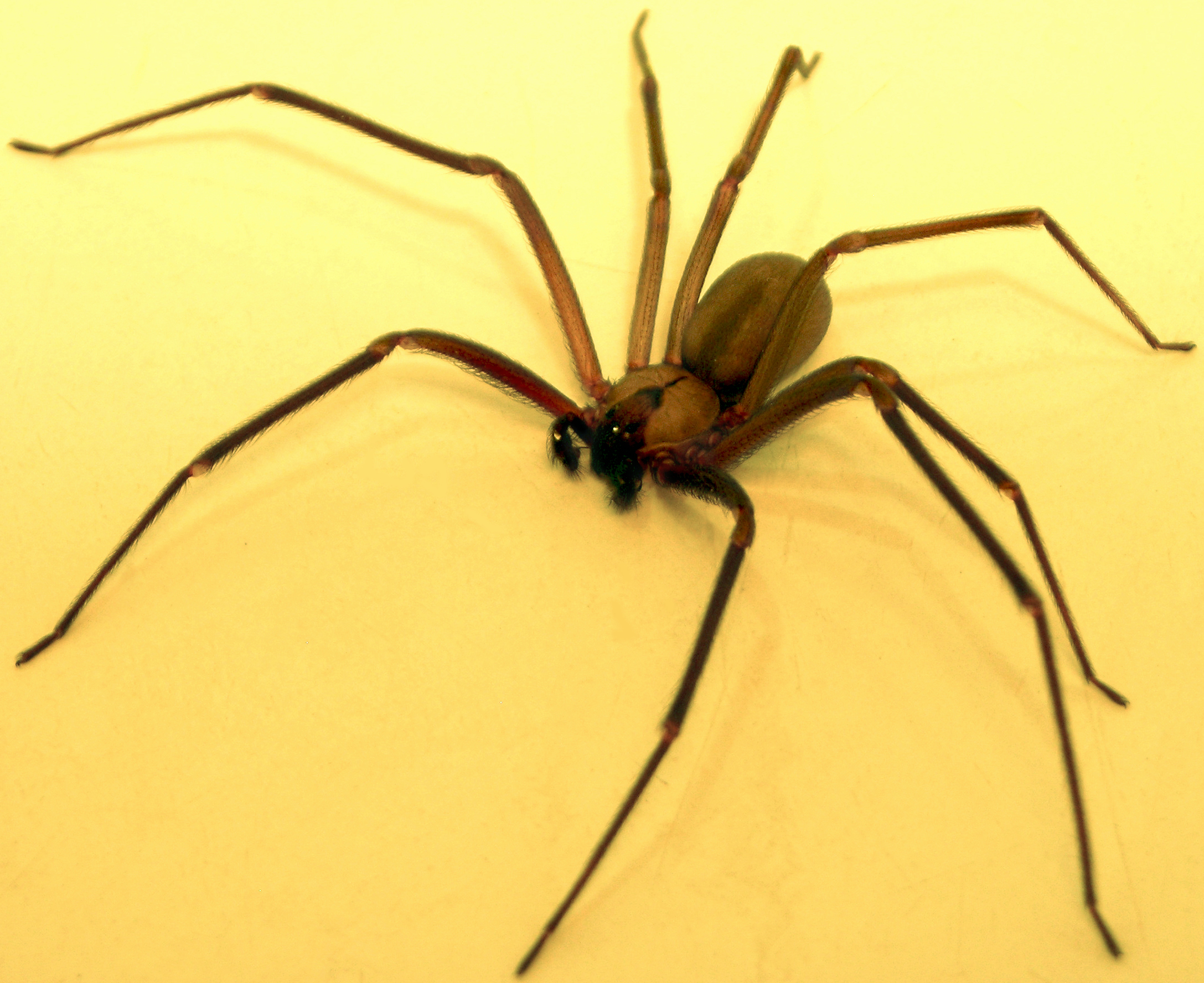 koutník jedovatý (Loxosceles reclusa)