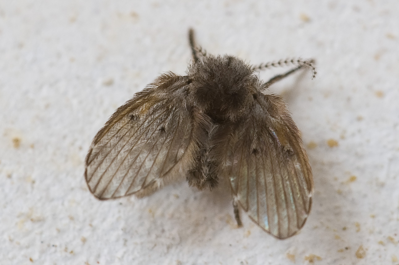 koutule skvrnitá (Clogmia albipunctata)
