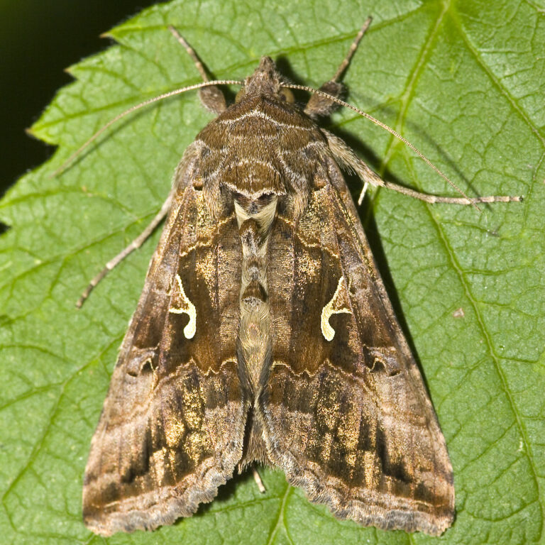 kovolesklec gama (Autographa gamma)