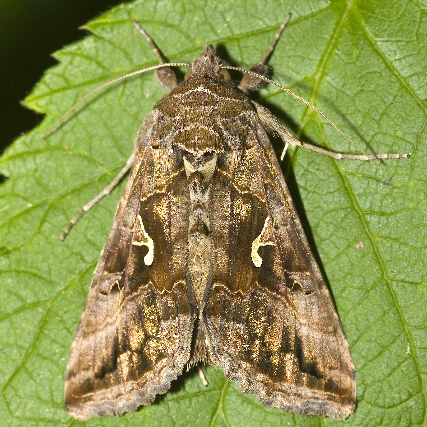 kovolesklec gama (Autographa gamma)