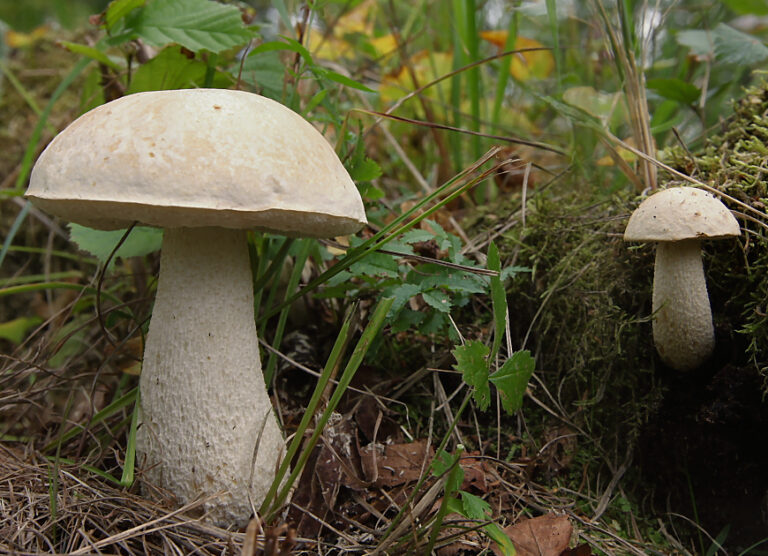 kozák bílý (Leccinum holopus)
