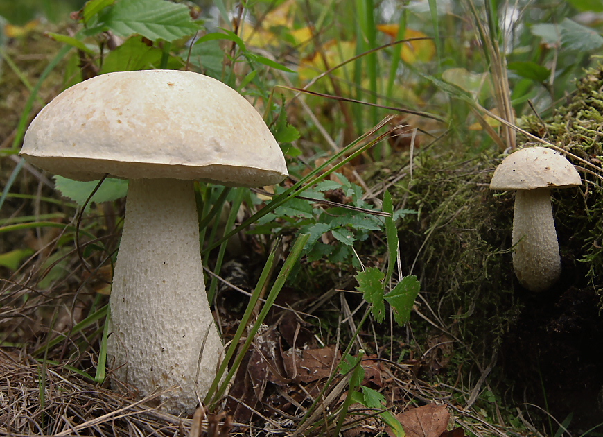 kozák bílý (Leccinum holopus)