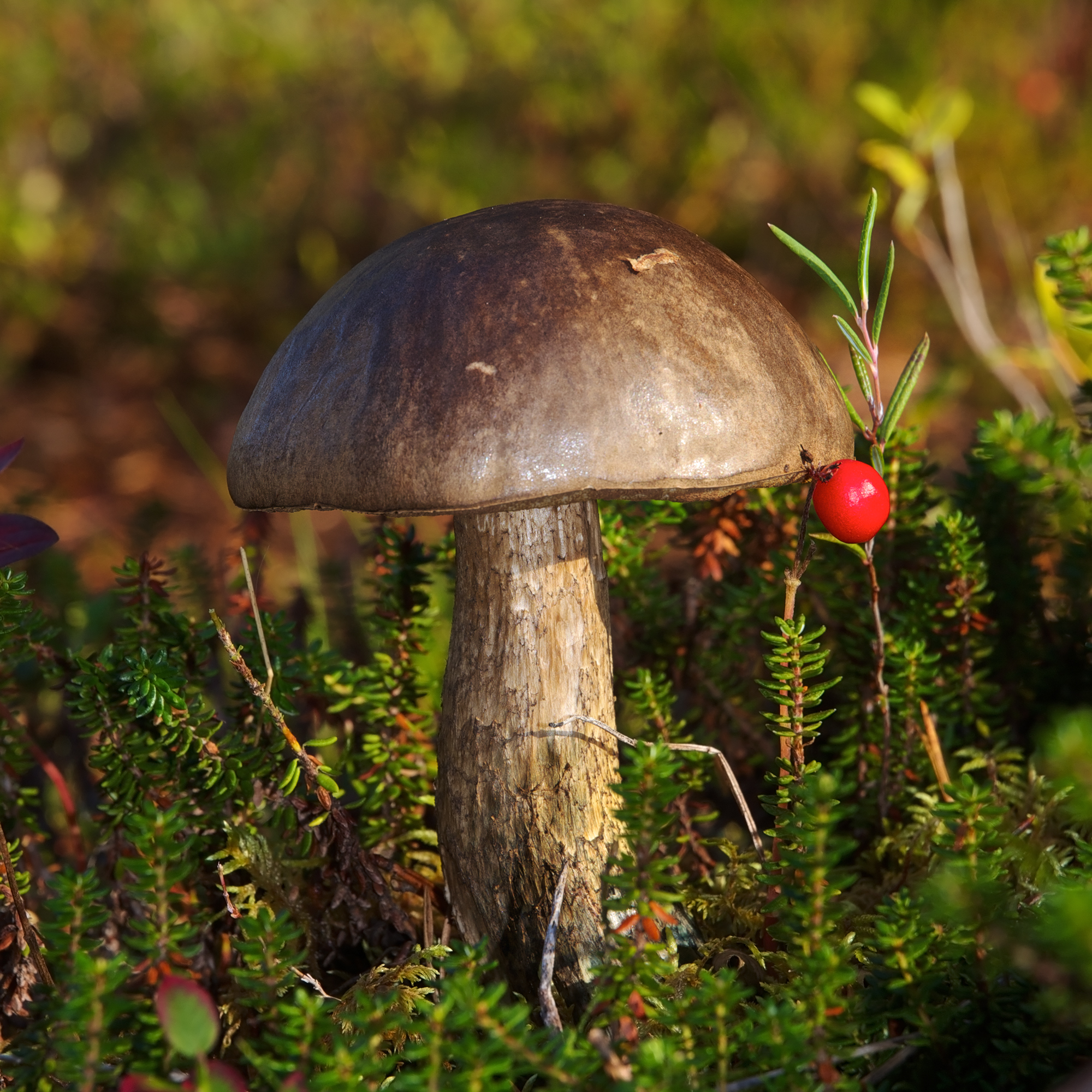 kozák šedozelený (Leccinum variicolor)