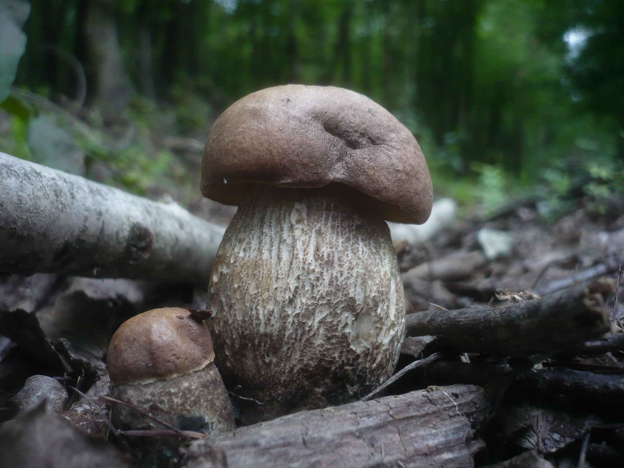 kozák topolový (Leccinum duriusculum)