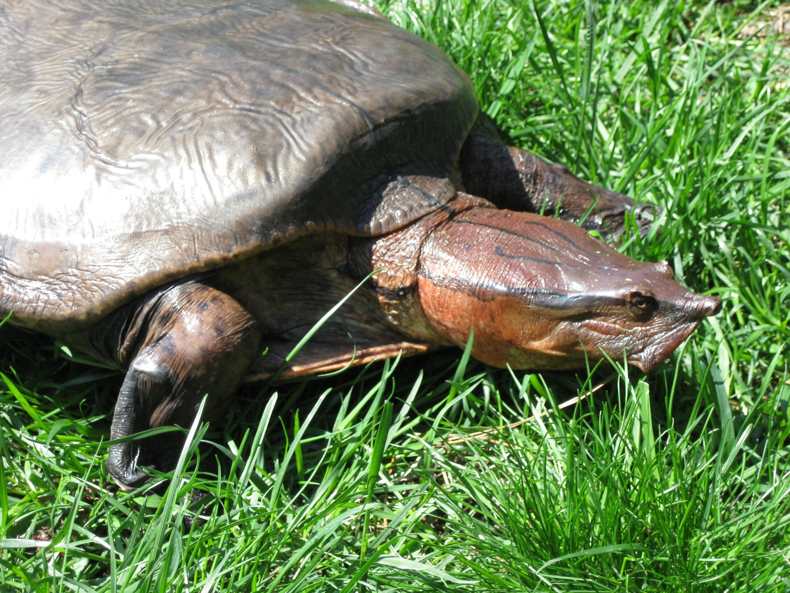 kožitka Aubryova (Cycloderma aubryi)
