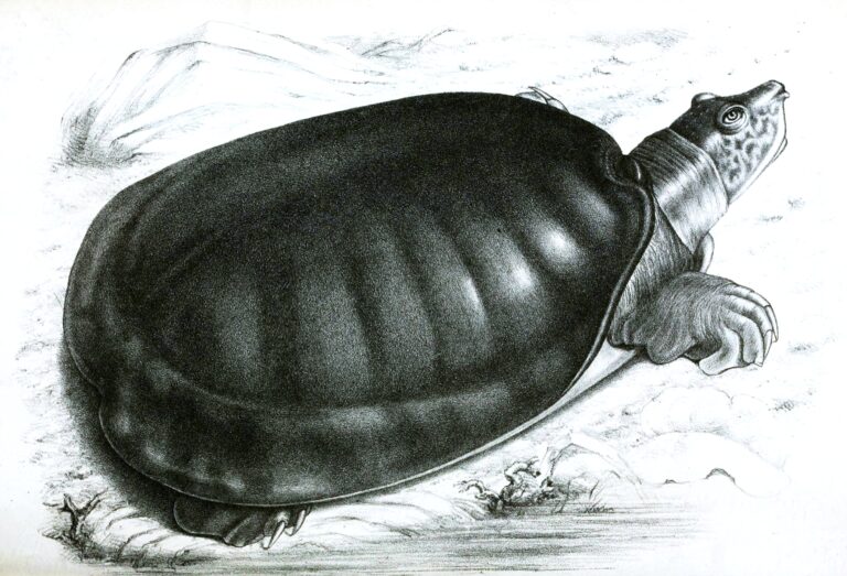 kožitka senegalská (Cyclanorbis senegalensis)