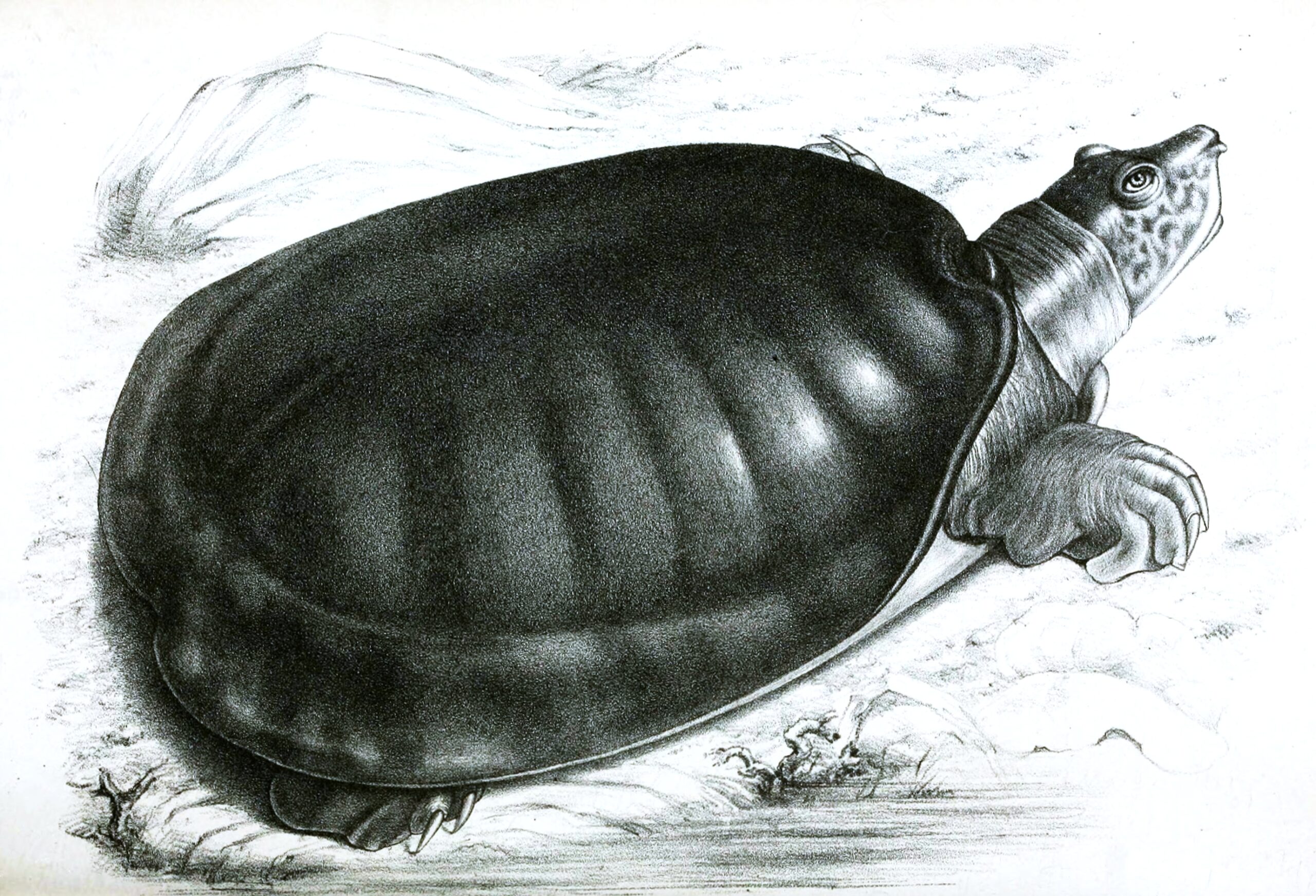 kožitka senegalská (Cyclanorbis senegalensis)