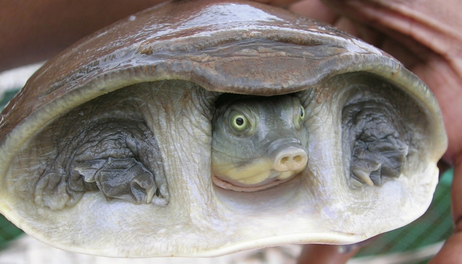 kožitka tečkovaná (Lissemys punctata)
