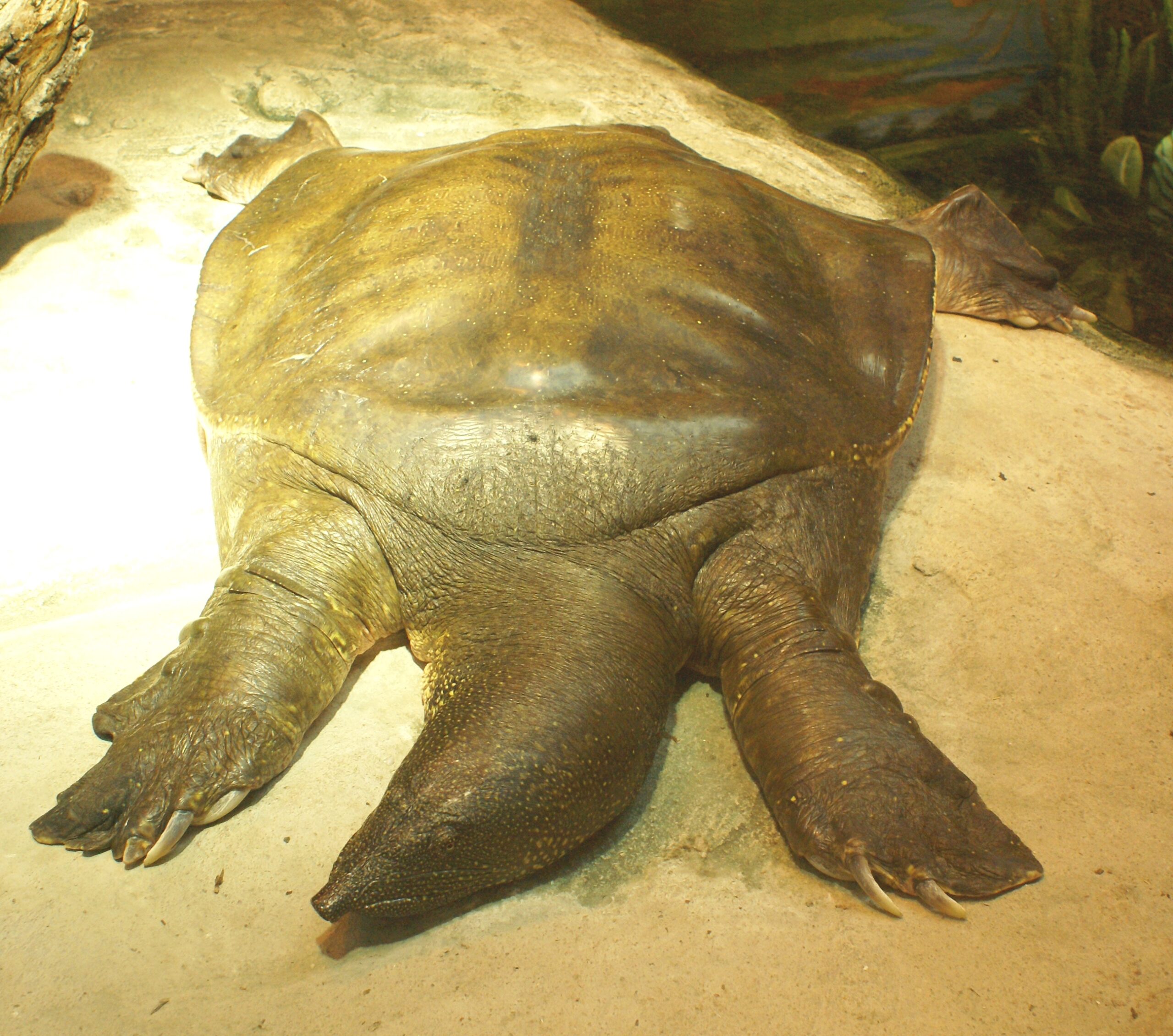 kožnatka africká (Trionyx triunguis)