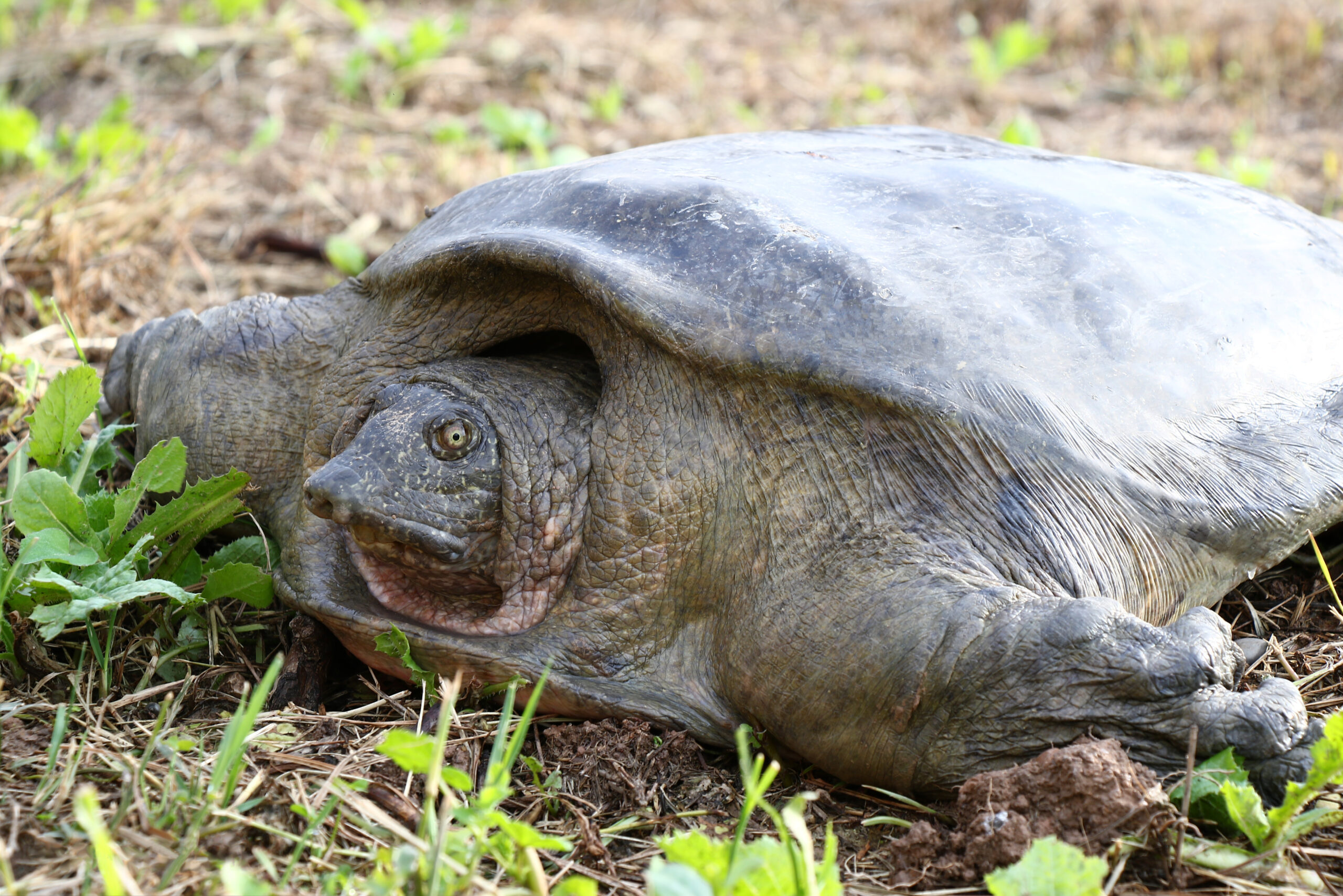 kožnatka eufratská (Rafetus euphraticus)