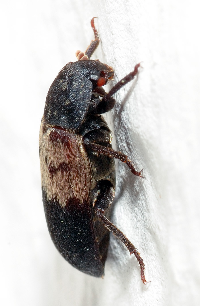 kožojed obecný (Dermestes lardarius)