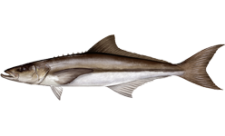 kranasovec štíhlý (Rachycentron canadum)