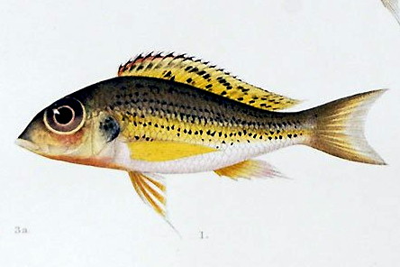Krásnotlamka černoskvrnná (Callochromis melanostigma)