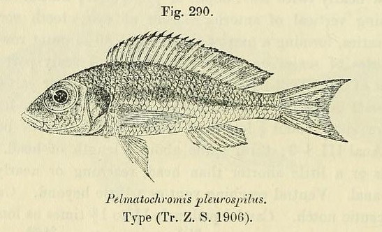 Krásnotlamka skvrnitá Krásnotlamka skvrnitá (Callochromis pleurospilus)