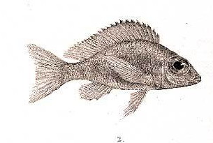 Krásnotlamka velkooká (Callochromis macrops)