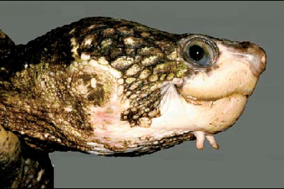 krátkokrčka bělohrdlá (Elseya albagula)