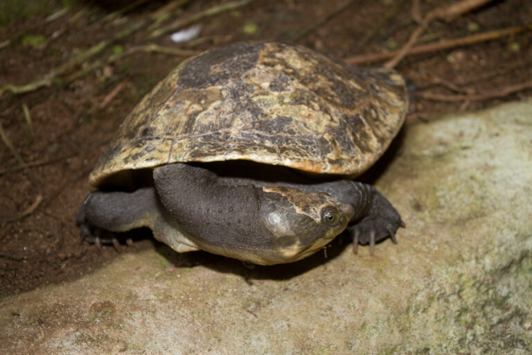 krátkokrčka novoguinejská (Elseya novaeguineae)
