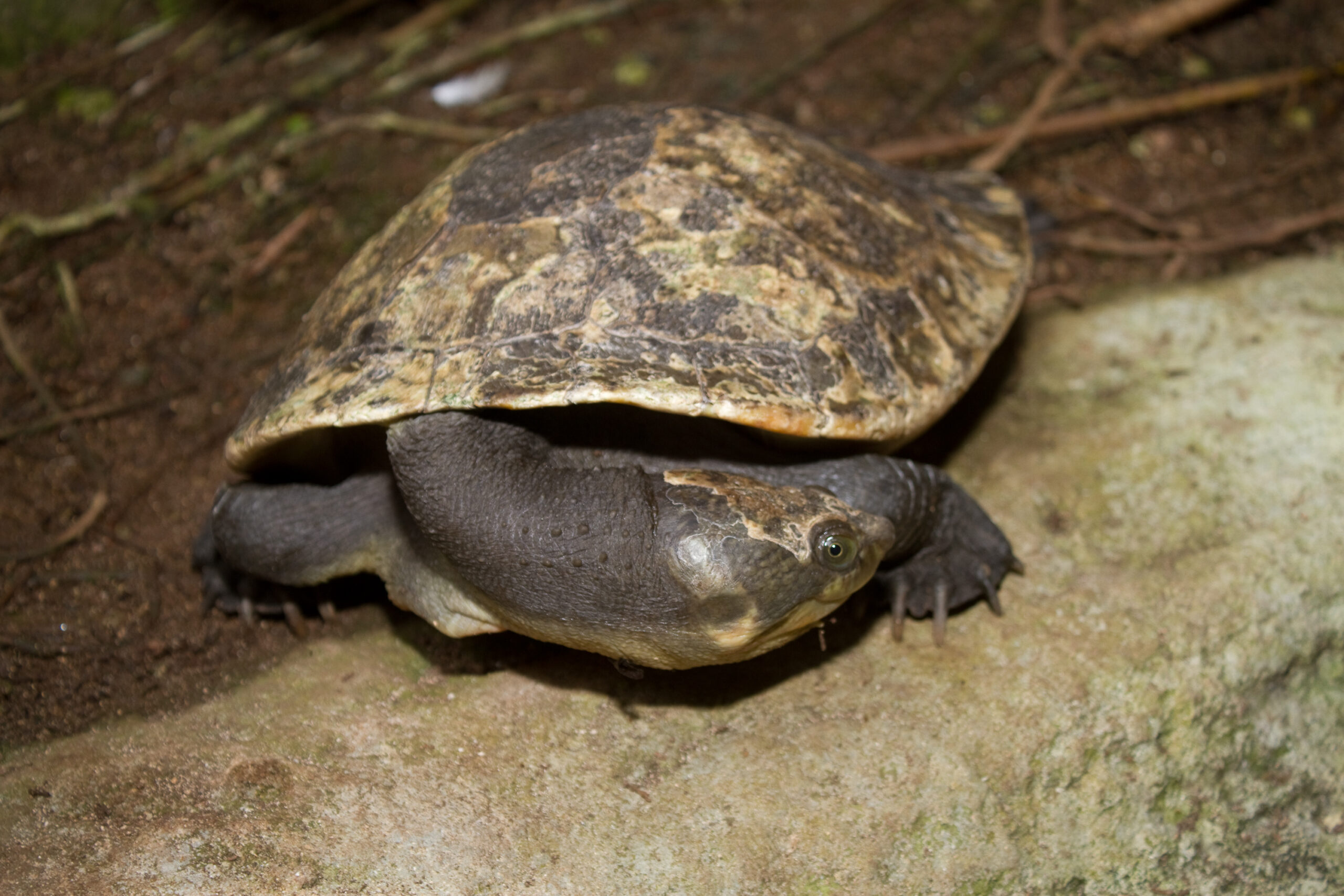 krátkokrčka novoguinejská (Elseya novaeguineae)