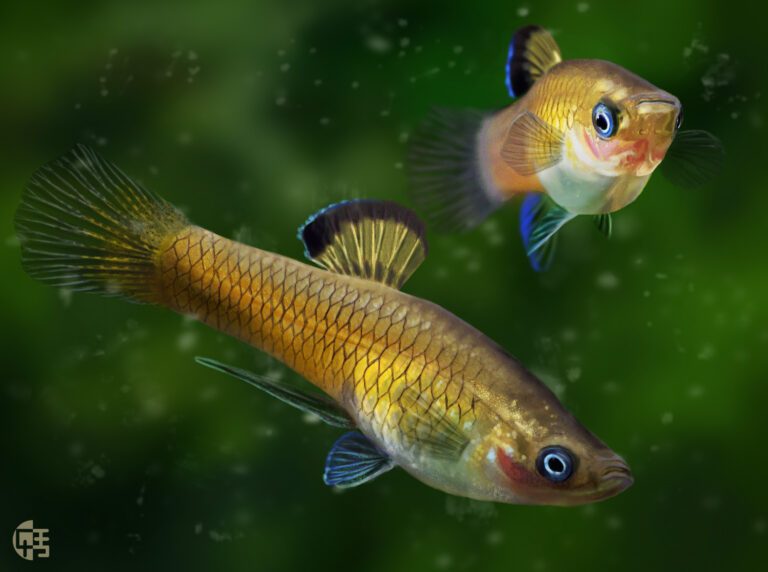 krátkotělka kostarická (Phallichthys tico)