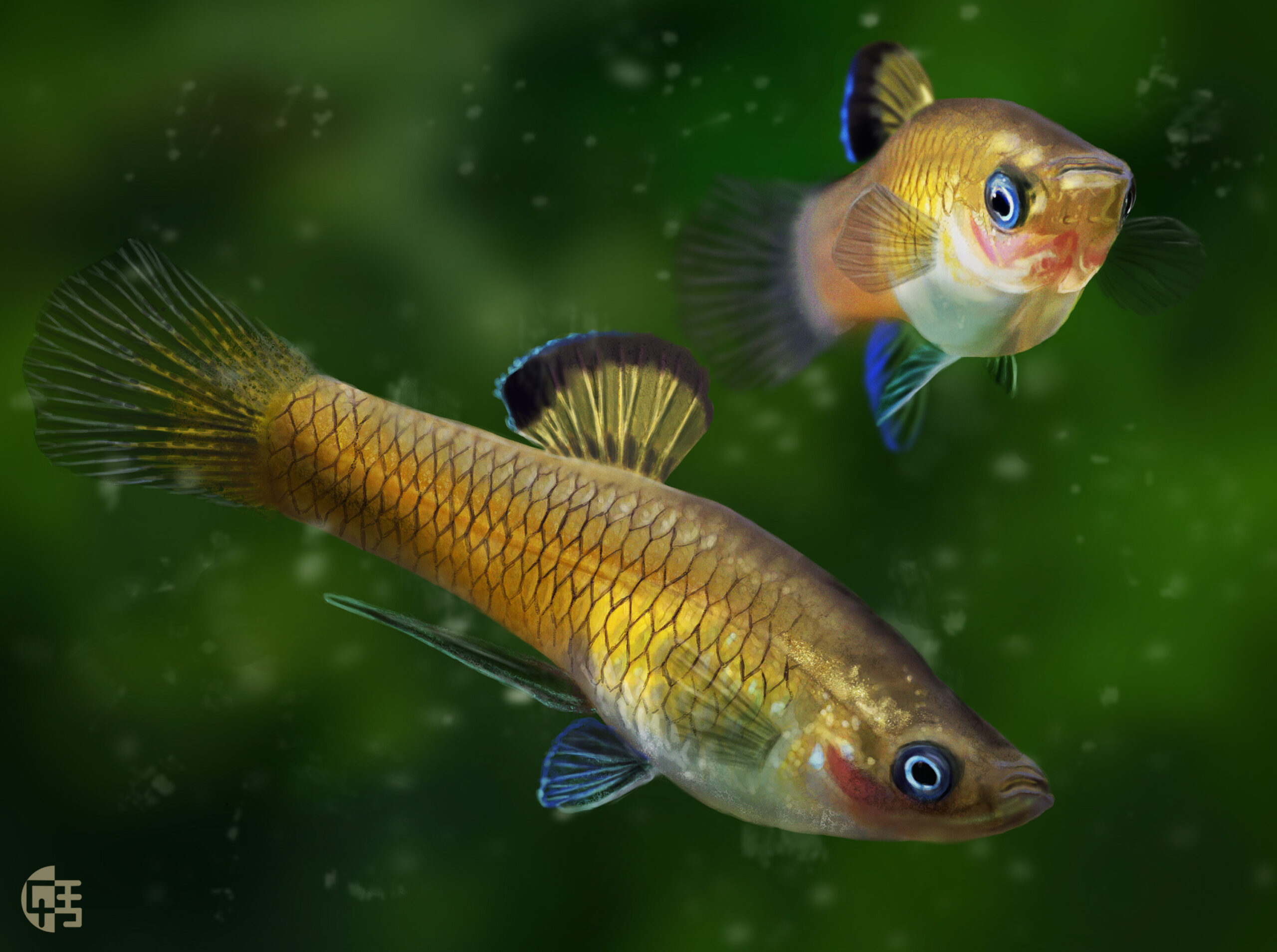 krátkotělka kostarická (Phallichthys tico)
