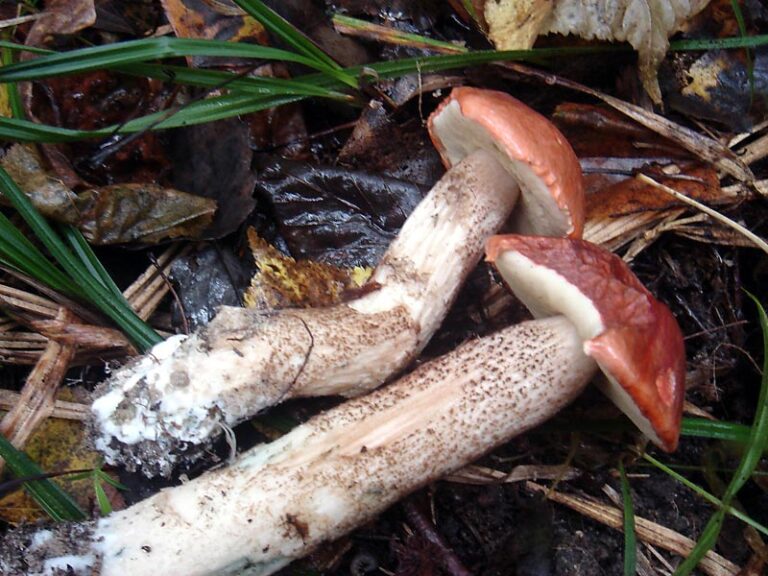 křemenáč borový (Leccinum vulpinum)