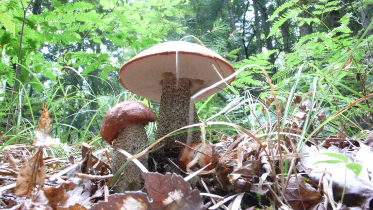 křemenáč černotřeňový (Leccinum atrostipitatum)
