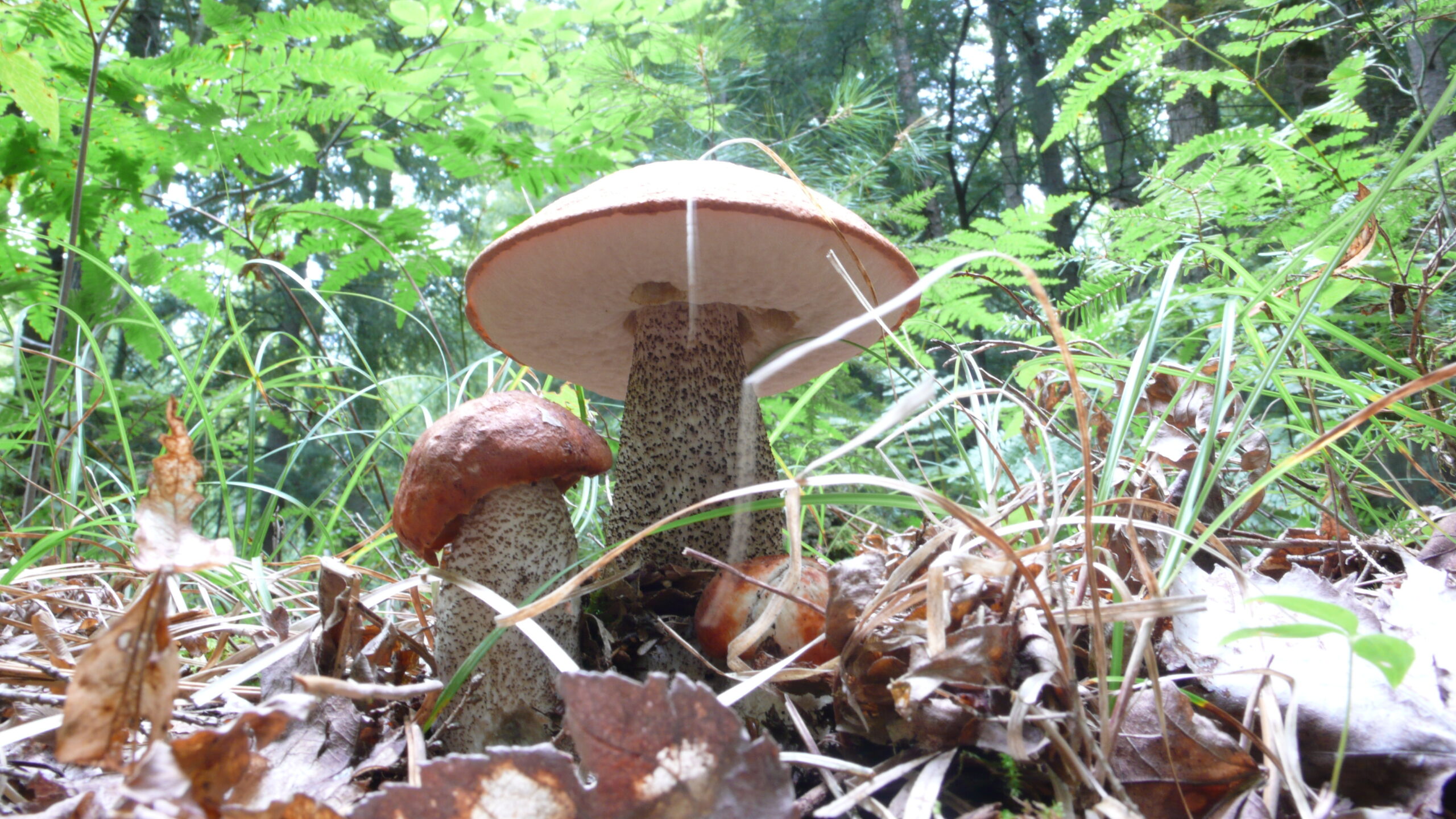křemenáč černotřeňový (Leccinum atrostipitatum)