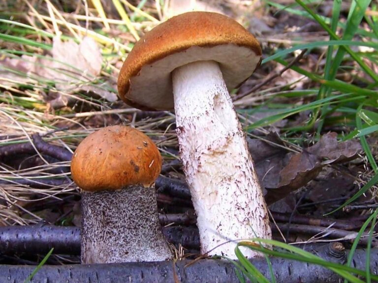 křemenáč dubový (Leccinum aurantiacum)