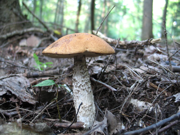 křemenáč smrkový (Leccinum piceinum)