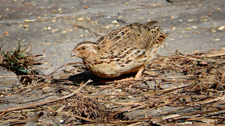 křepelka japonská křepelka japonská (Coturnix japonica)