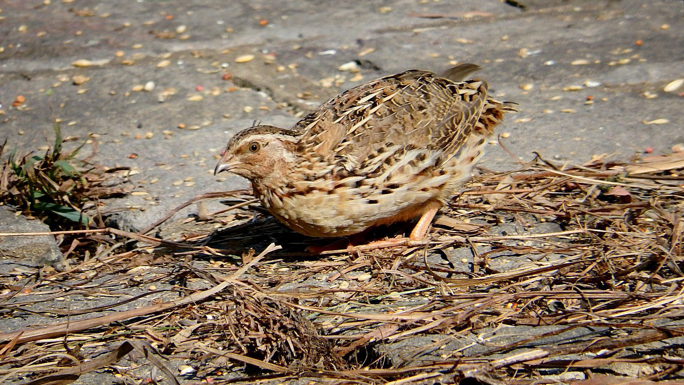 křepelka japonská (Coturnix japonica)
