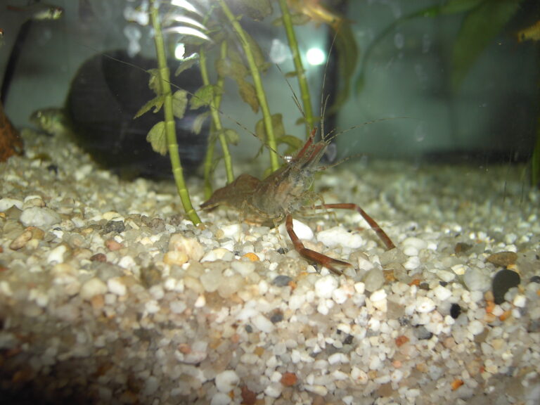 krevetka kroužková (Macrobrachium assamense)