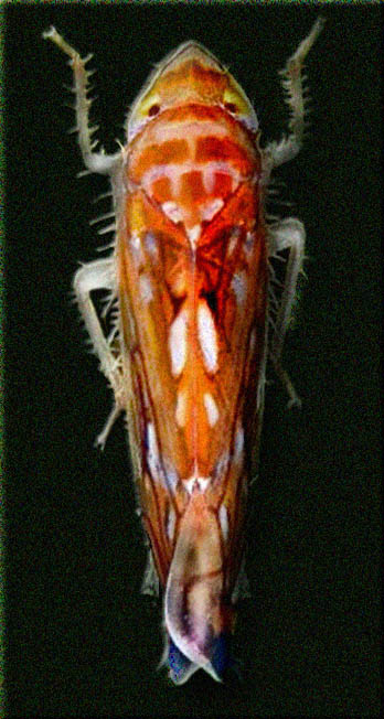 Křísek révový (Scaphoideus titanus)
