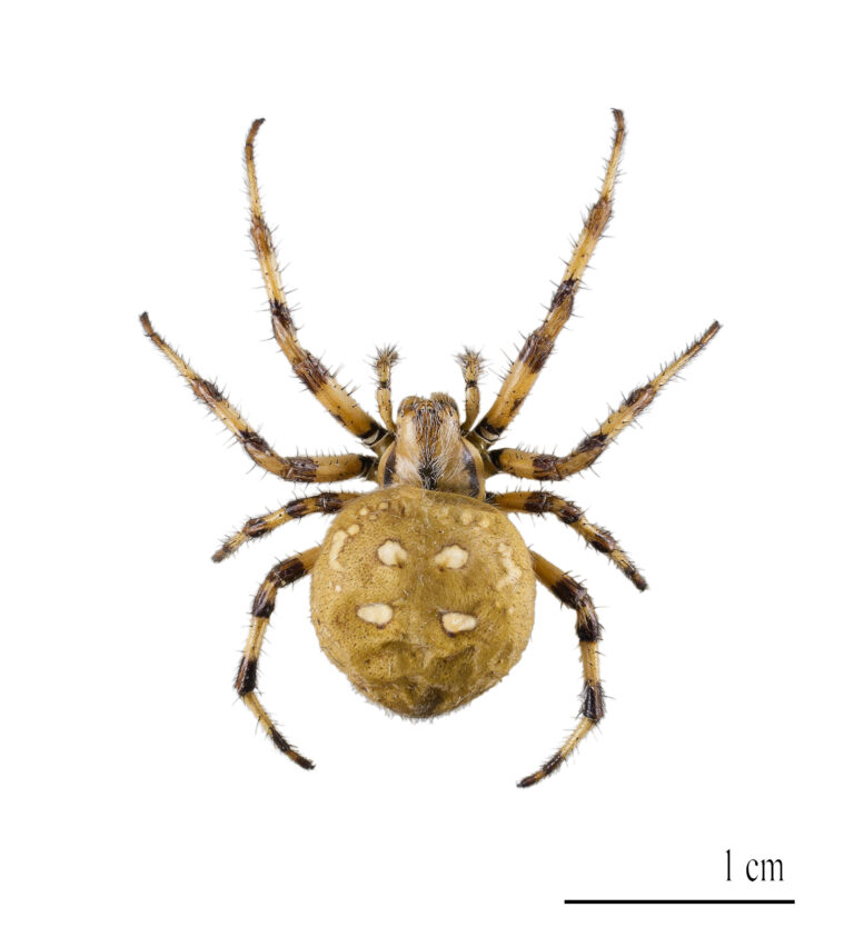 křižák čtyřskvrnný (Araneus quadratus)
