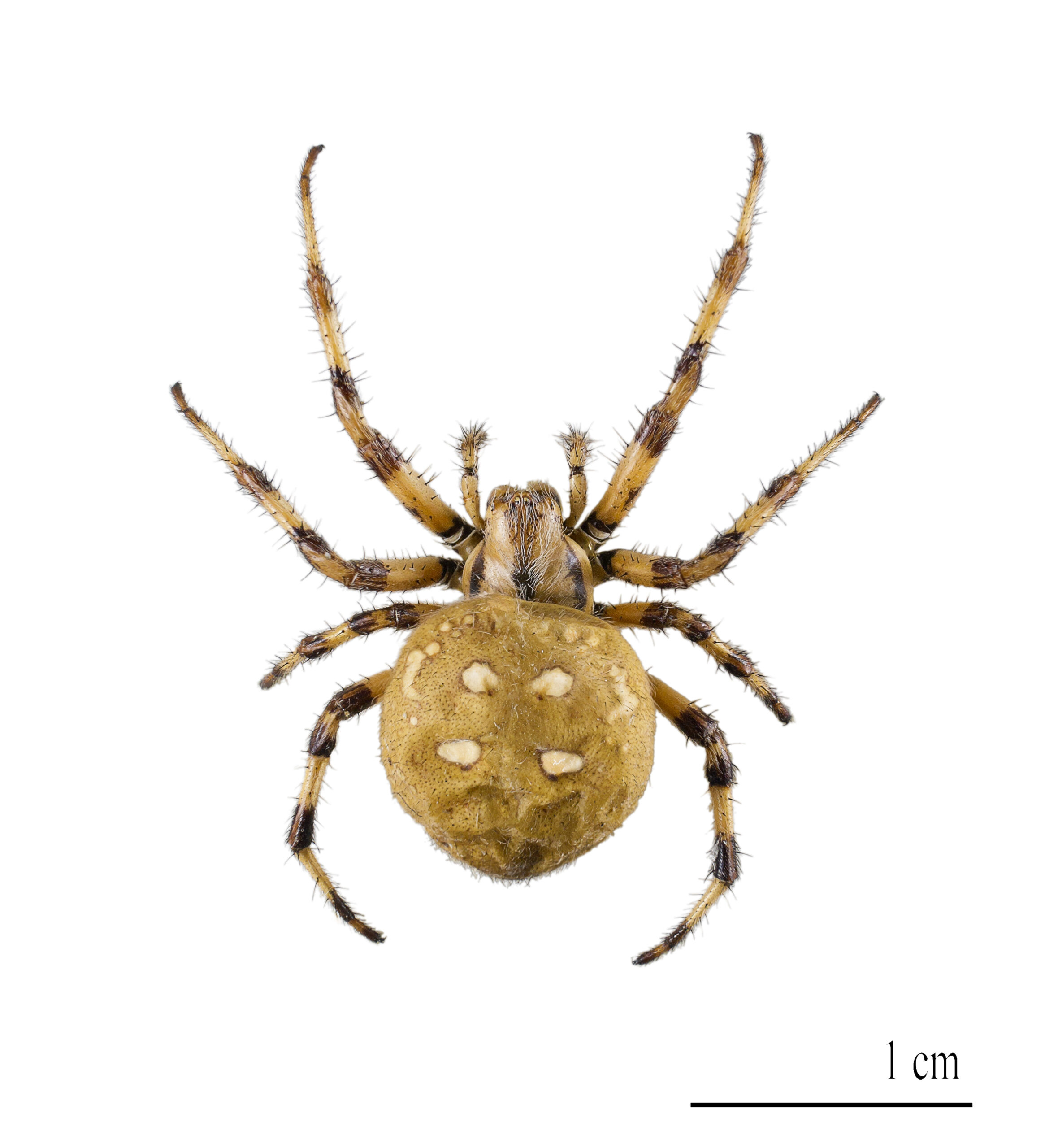křižák čtyřskvrnný (Araneus quadratus)