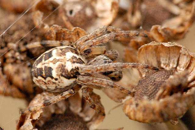 křižák keřový (Larinioides patagiatus)