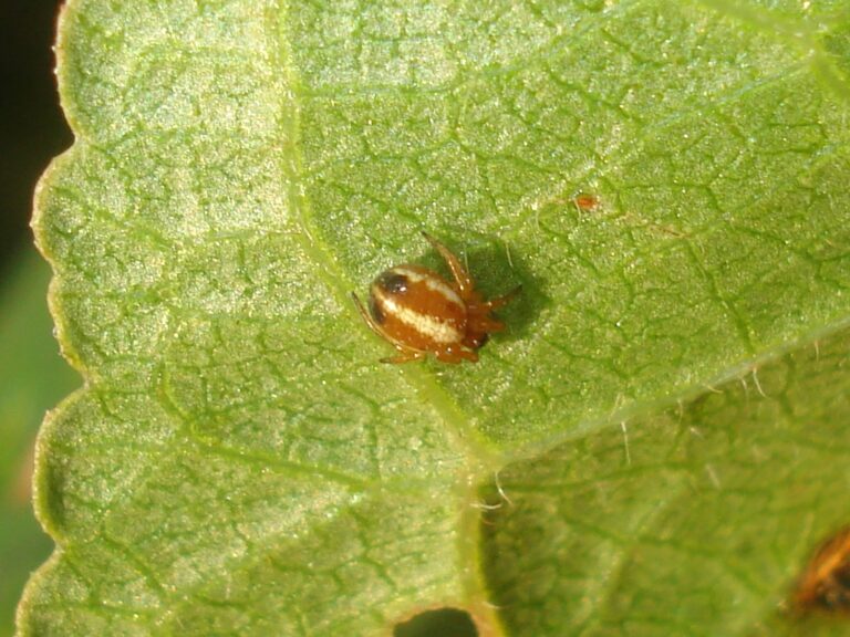Křižák lesklý (Singa nitidula)