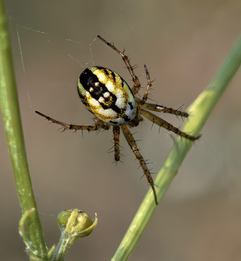 Křižák luční Křižák luční (Mangora acalypha)
