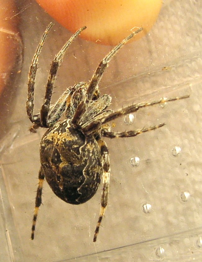 křižák mostní křižák mostní (Larinioides sclopetarius)
