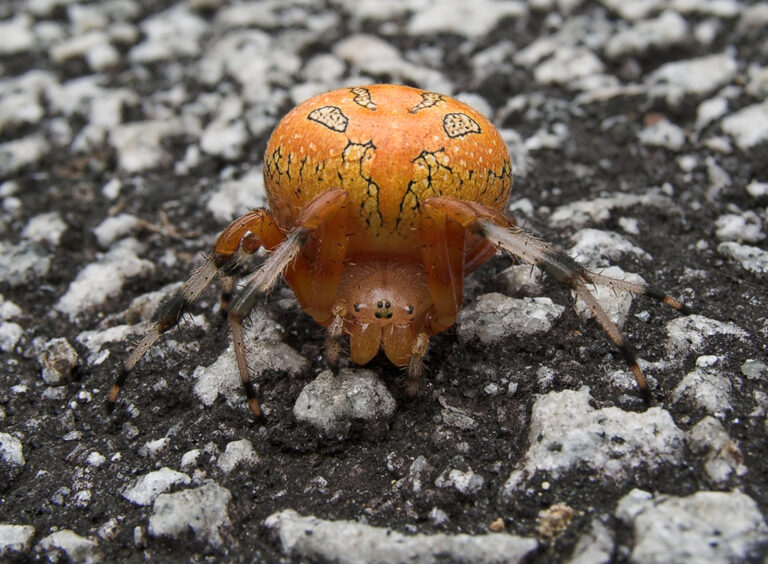 křižák mramorovaný (Araneus marmoreus)
