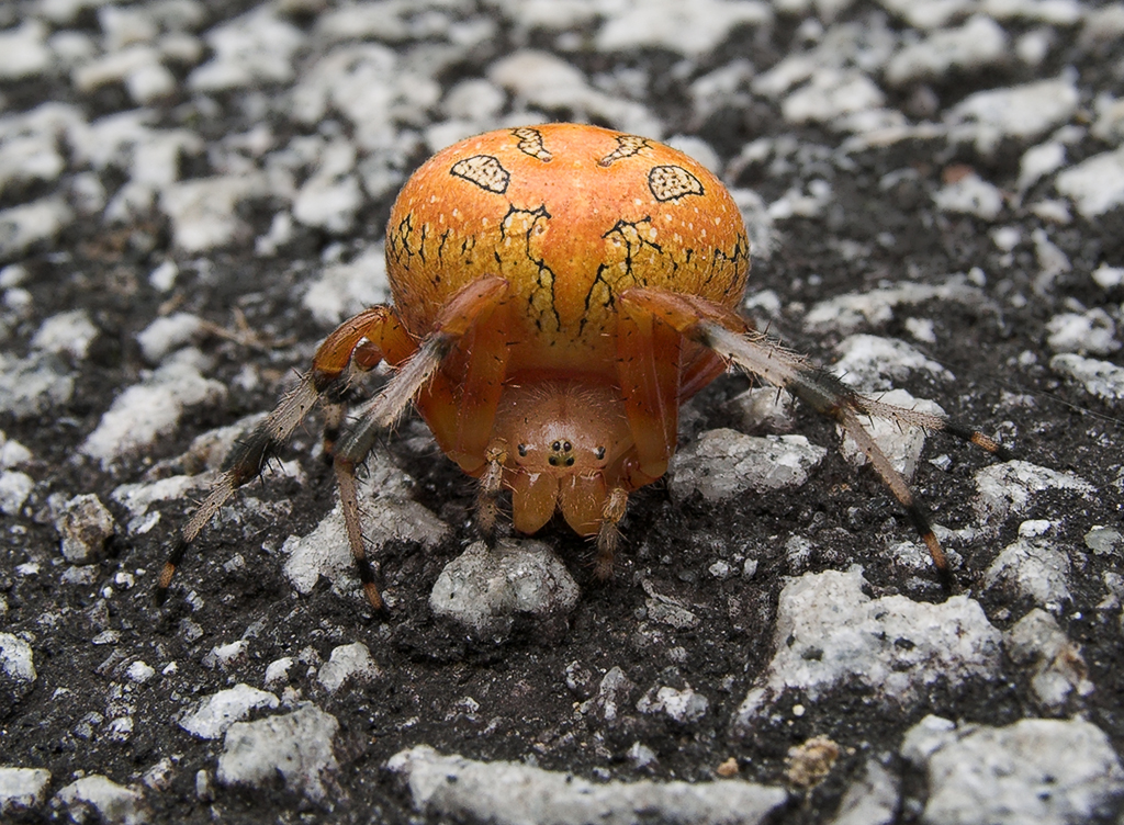 křižák mramorovaný (Araneus marmoreus)