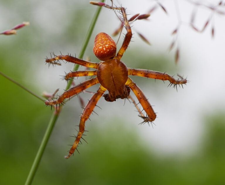 křižák načervenalý (Araneus alsine)