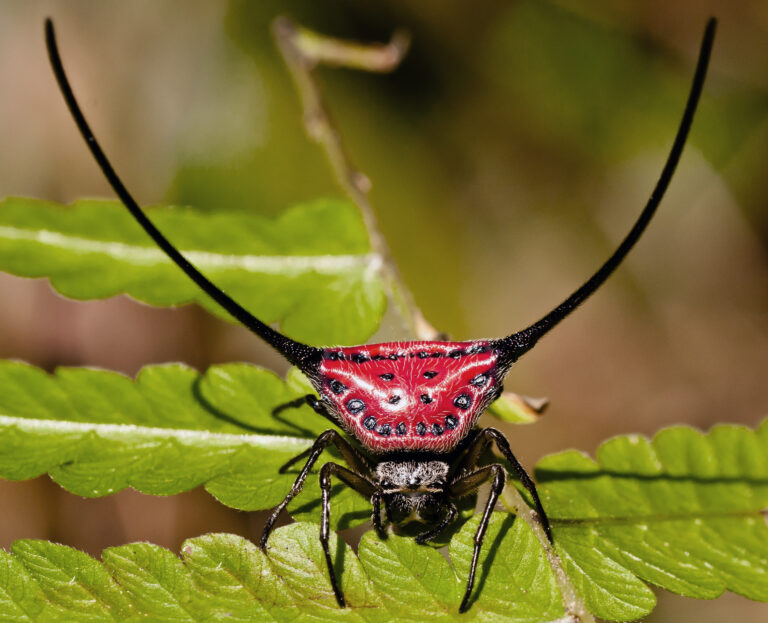 Křižák obloukový (Macracantha arcuata)